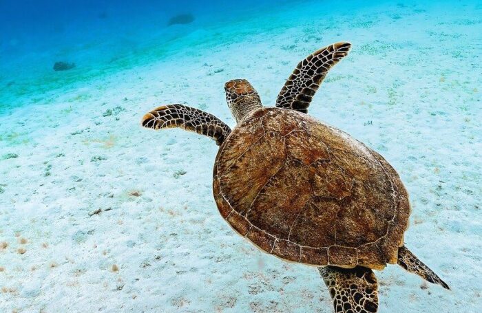 sea-turtle